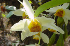 Dendrobium heterocarpum